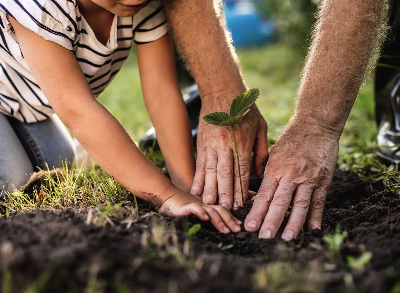 hands of adult and child planting in garden